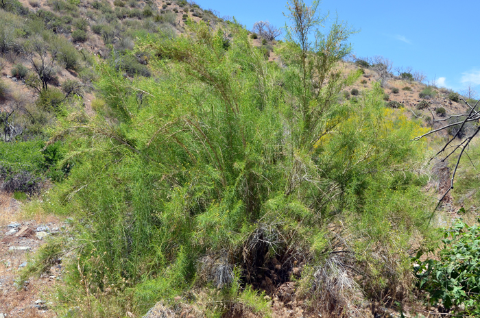 Singlewhorl Burrobrush has green, alternate leaves with rough hairs, threadlike or linear. Plants bloom in the fall from September to October. Plants in the genus Ambrosia are referred to as Ragweed. This species was formerly included in the genus Hymenoclea. Ambrosia monogyra